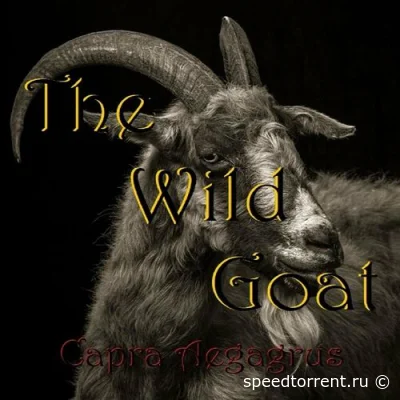 The Wild Goat - Carpra Aegagrus (2022)